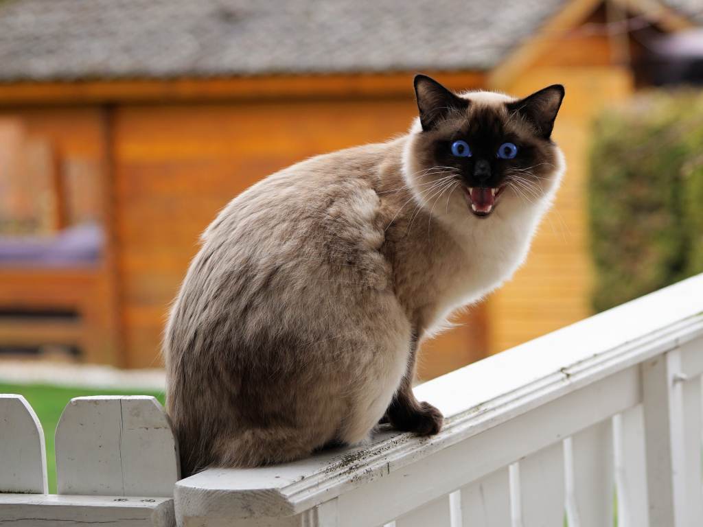 Desktop Wallpaper Siamese Cat, Angry Pet Animal, Sitting, Hd Image ...