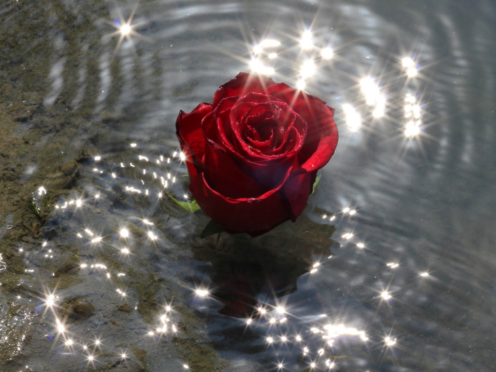 Download 1024x768 Wallpaper Rose Flower, Water, Reflections, 1024x768  Standard 4:3, Fullscreen, 1024x768 Hd Image, Background, 11440