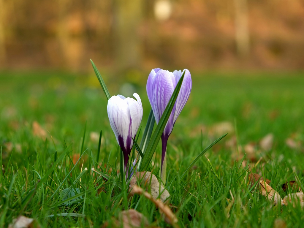 Spring Flower Buds Desktop Wallpaper Small Flowers Bud Spring Grass Field 