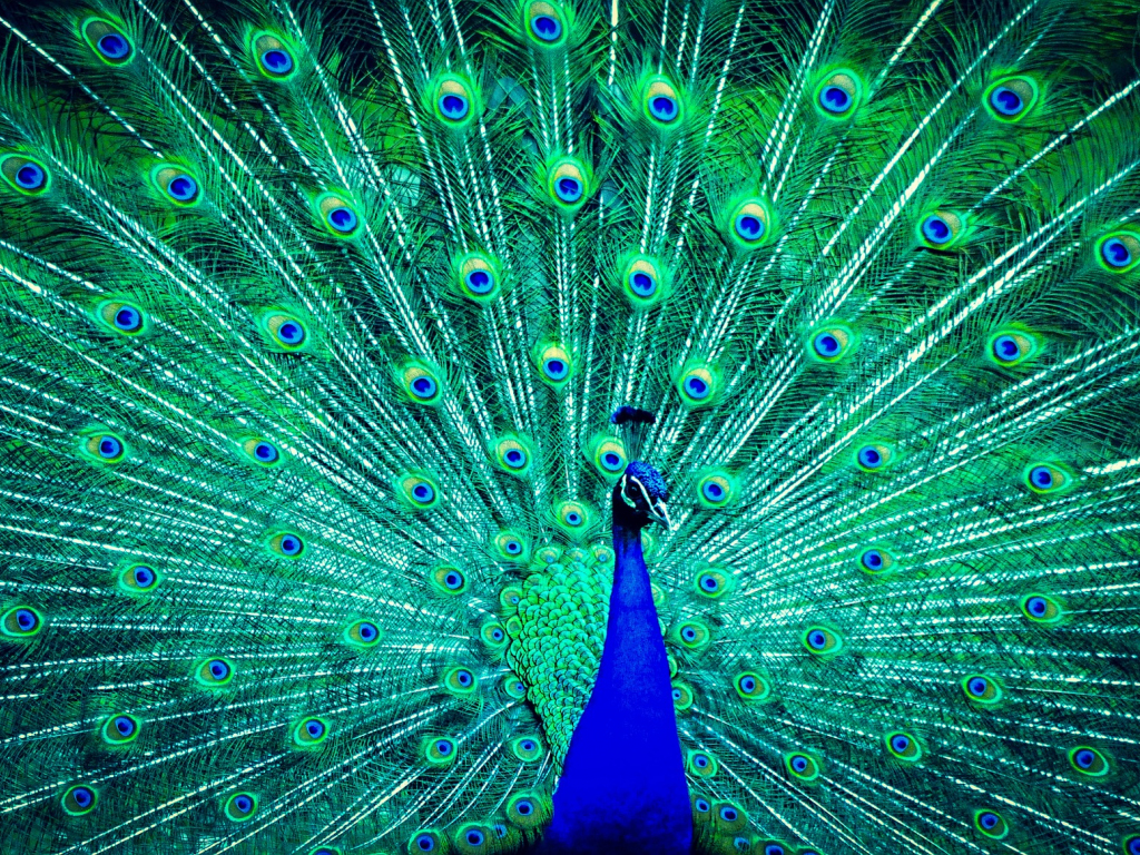Download 1024x768 Wallpaper Peacock Dance, Feathers, Colorful, 1024x768  Standard 4:3, Fullscreen, 1024x768 Hd Image, Background, 12403