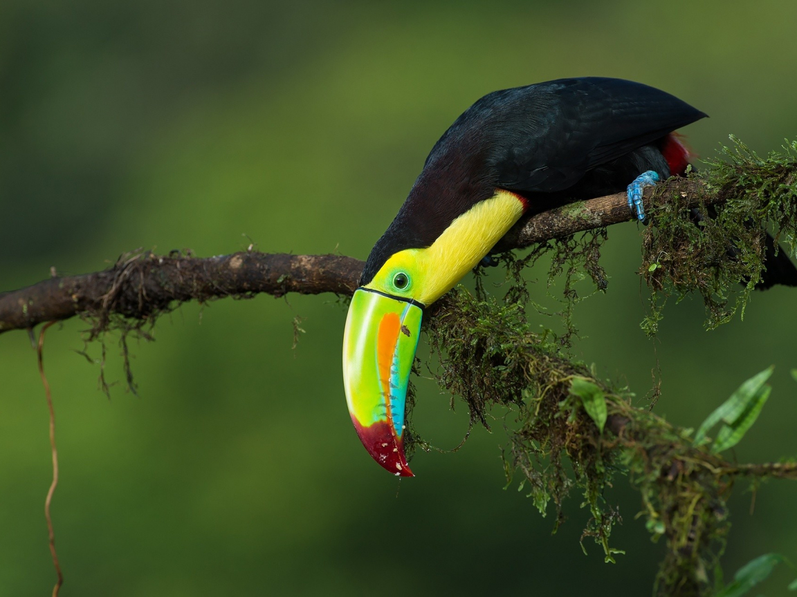 Desktop Wallpaper Toucan, Bird, Long Colorful Beak, Hd 