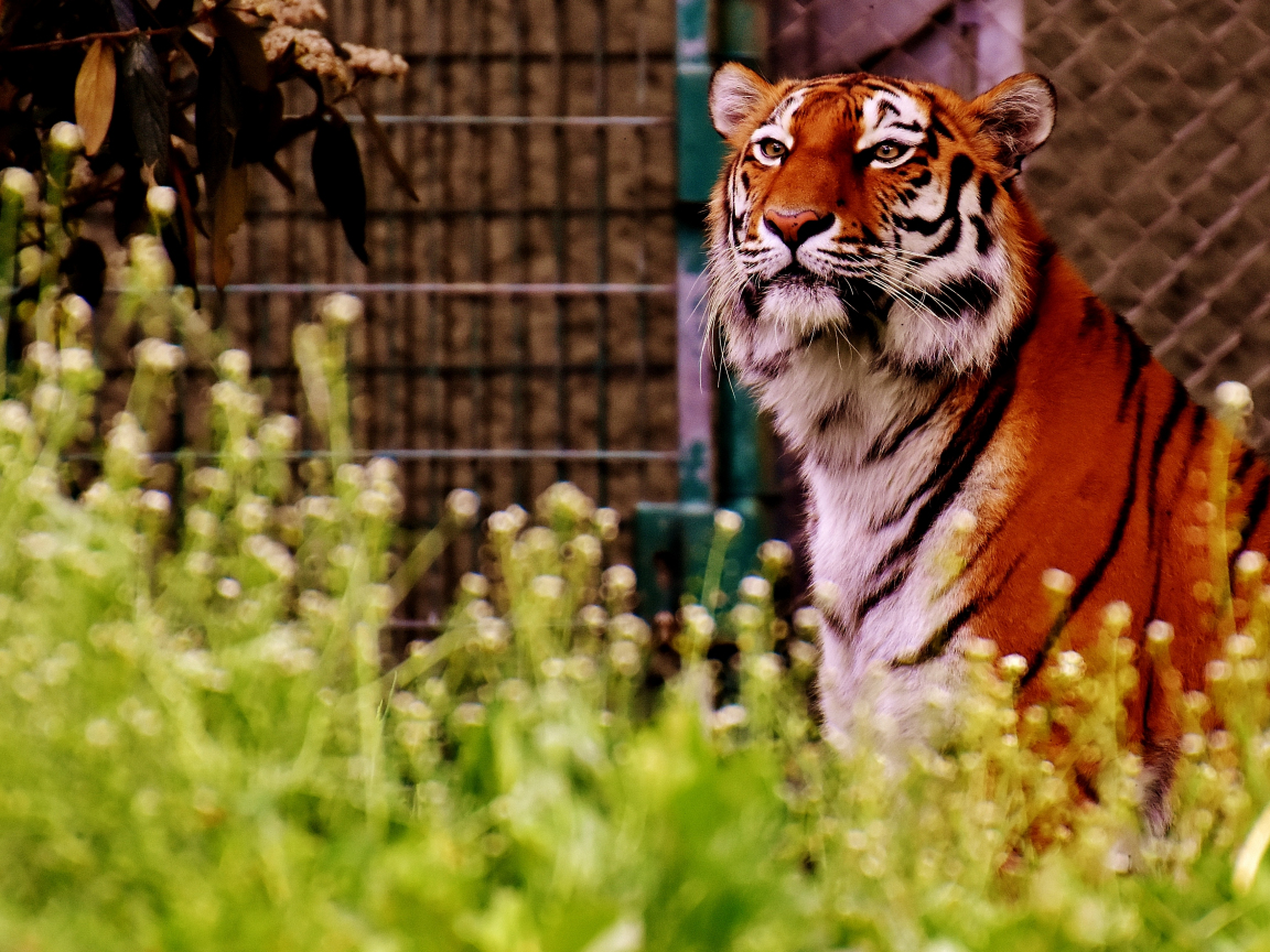 Про красного тигра. Красный тигр. Тигр в цветах. Красный тигр в природе. Тигрица в цветах.