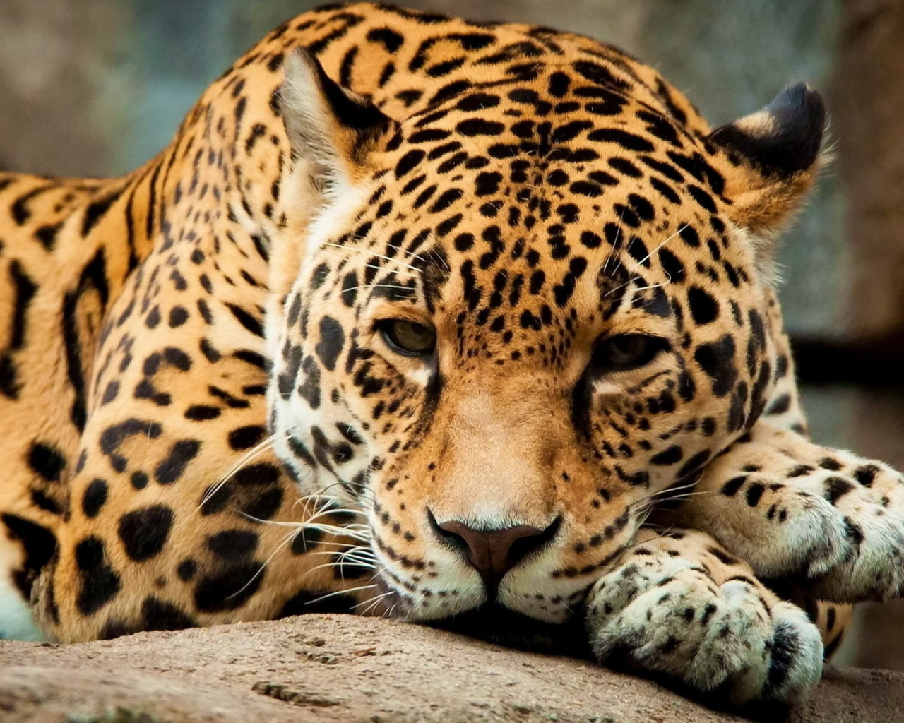 Desktop Wallpaper Jaguar Animals Hd Image Picture Background