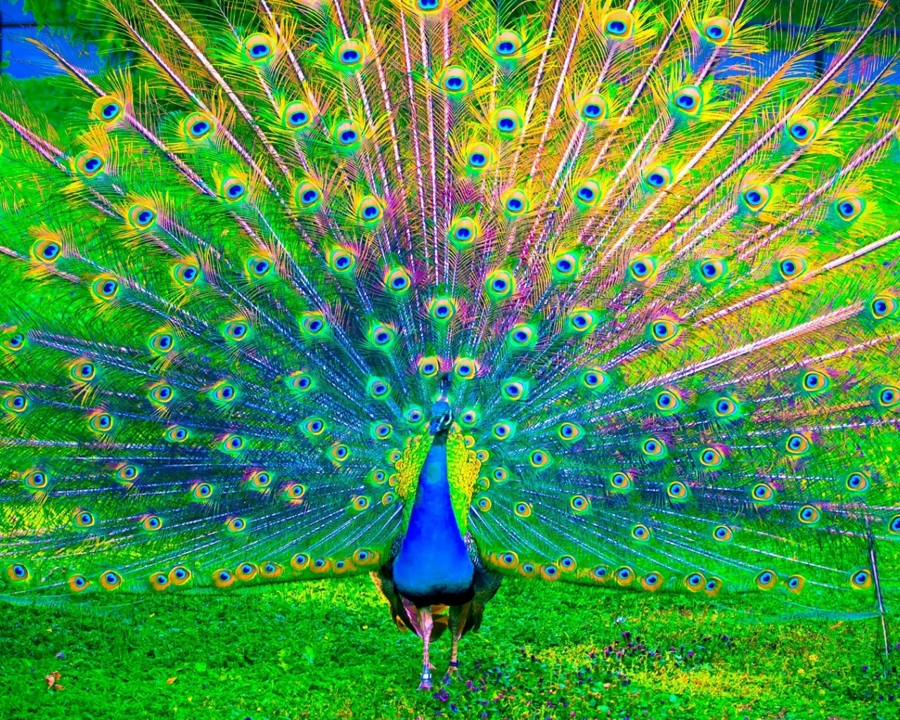 Download 1280x1024 Wallpaper Peacock, Peafowl Colorful Bird Dance, Standard  5:4, Fullscreen, 1280x1024 Hd Image, Background, 6313