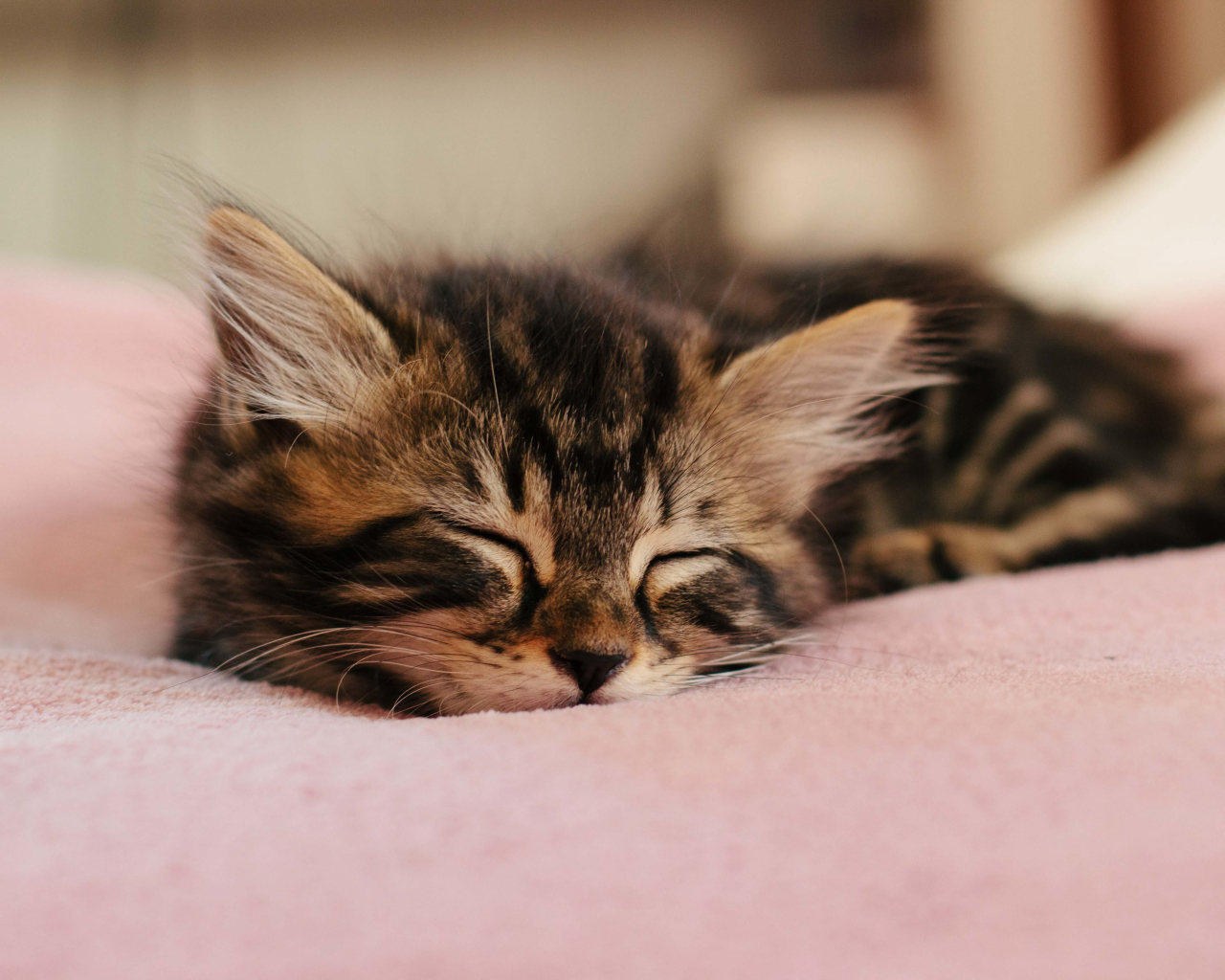 Desktop Wallpaper Cute, Sleep, Kitten, Baby Animal, Hd Image, Picture ...