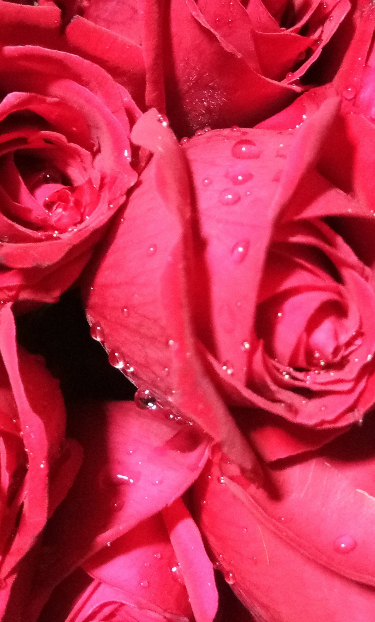 Desktop Wallpaper Bunch Of Roses Red Flower Drops 4k Hd Image