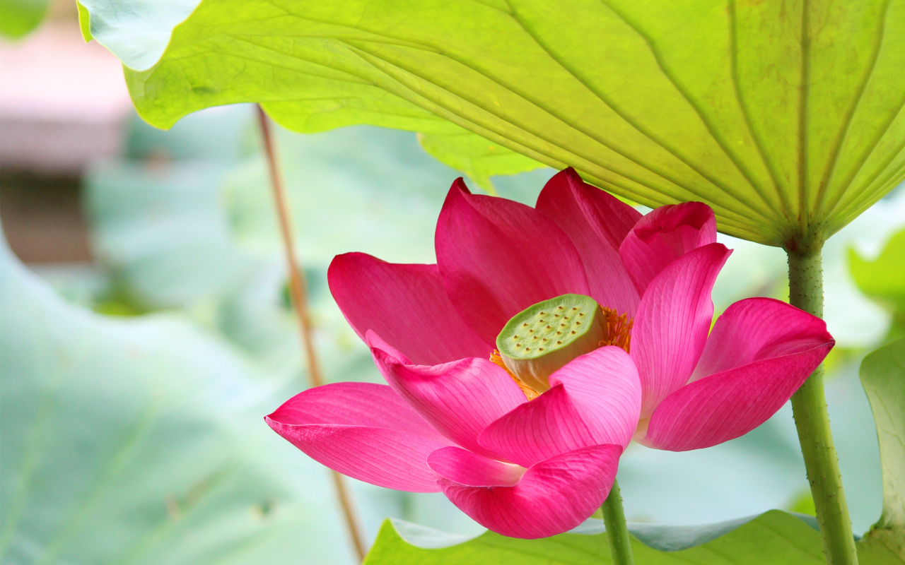 Download 1280x800 Wallpaper Pink Lotus Bud, Close Up, Bud, Full Hd, Hdtv,  Fhd, 1080p, Widescreen, 1280x800 Hd Image, Background, 10068