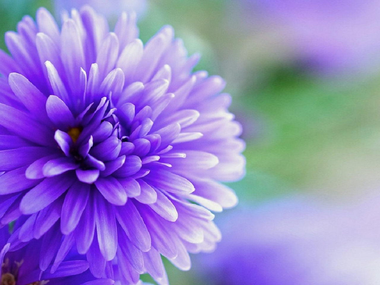 Desktop Wallpaper Purple Flower, Bloom, Close Up, Hd Image, Picture ...