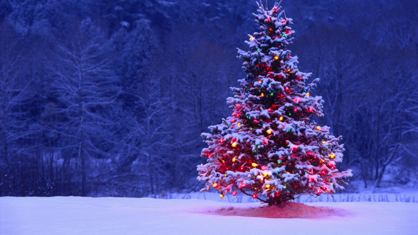 Download 1366x768 Wallpaper Christmas Tree Lights Snow Forest Holiday ...