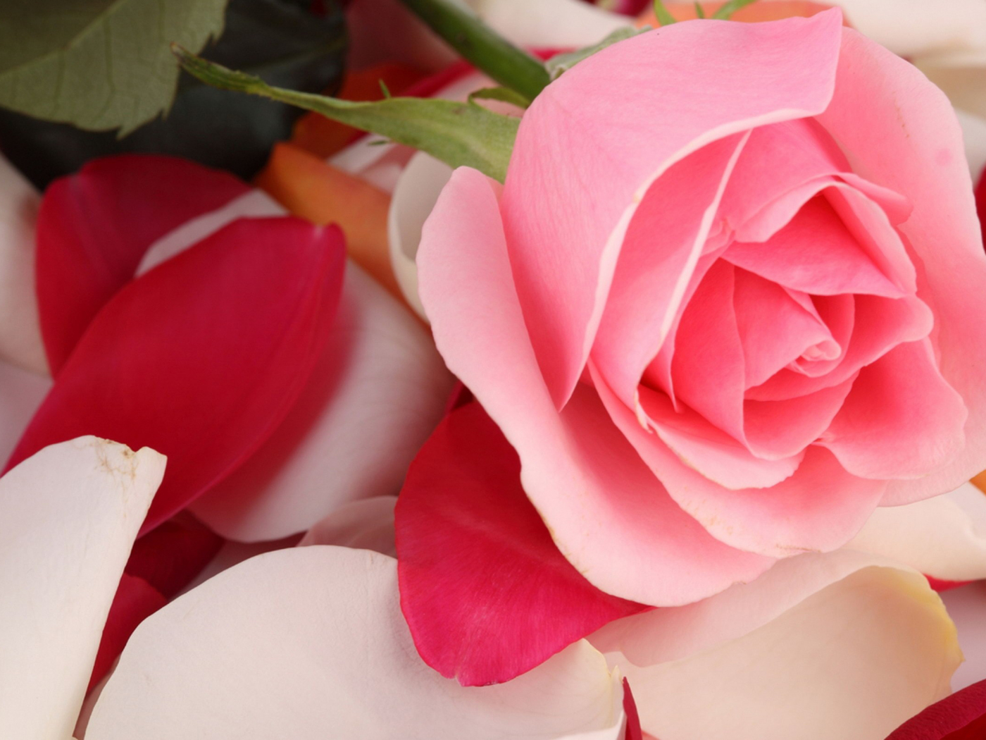 Download 1400x1050 Wallpaper Beautiful Pink Rose Flower, Standard 4:3,  Fullscreen, 1400x1050 Hd Image, Background, 4560