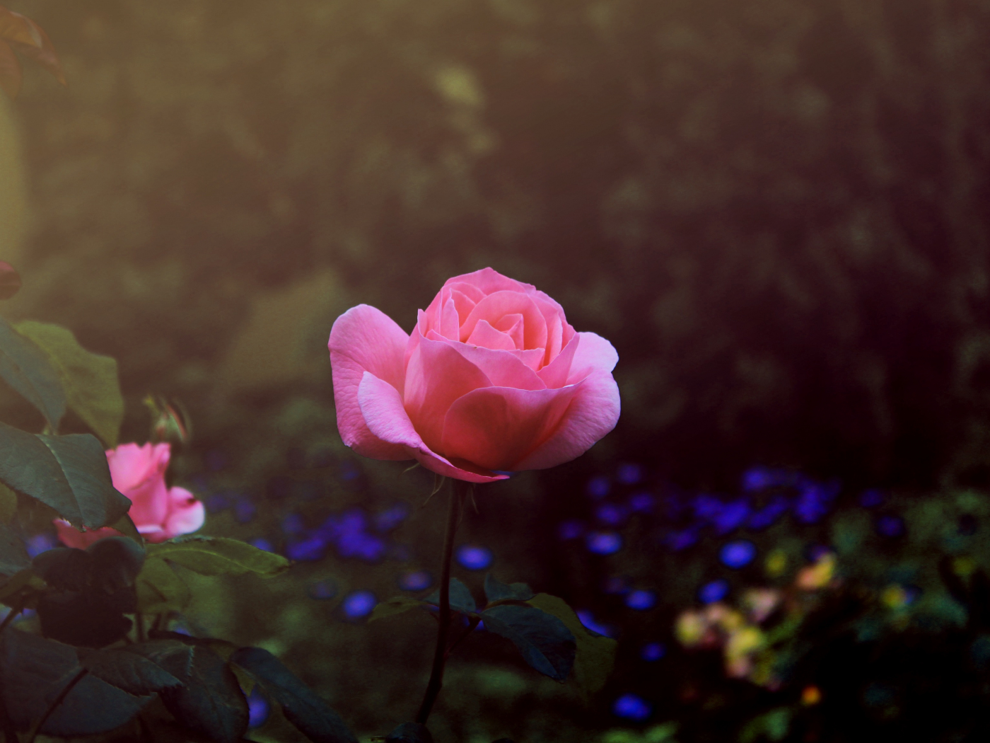 Desktop Wallpaper Summer Blossom, Rose Flower, Hd Image, Picture ...