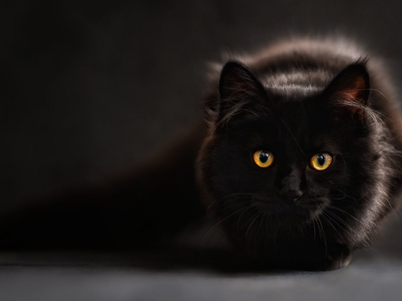 Черные кошки 10. Чёрный кот. Черные коты. Красивая черная кошка. Черный кот на рабочий стол.