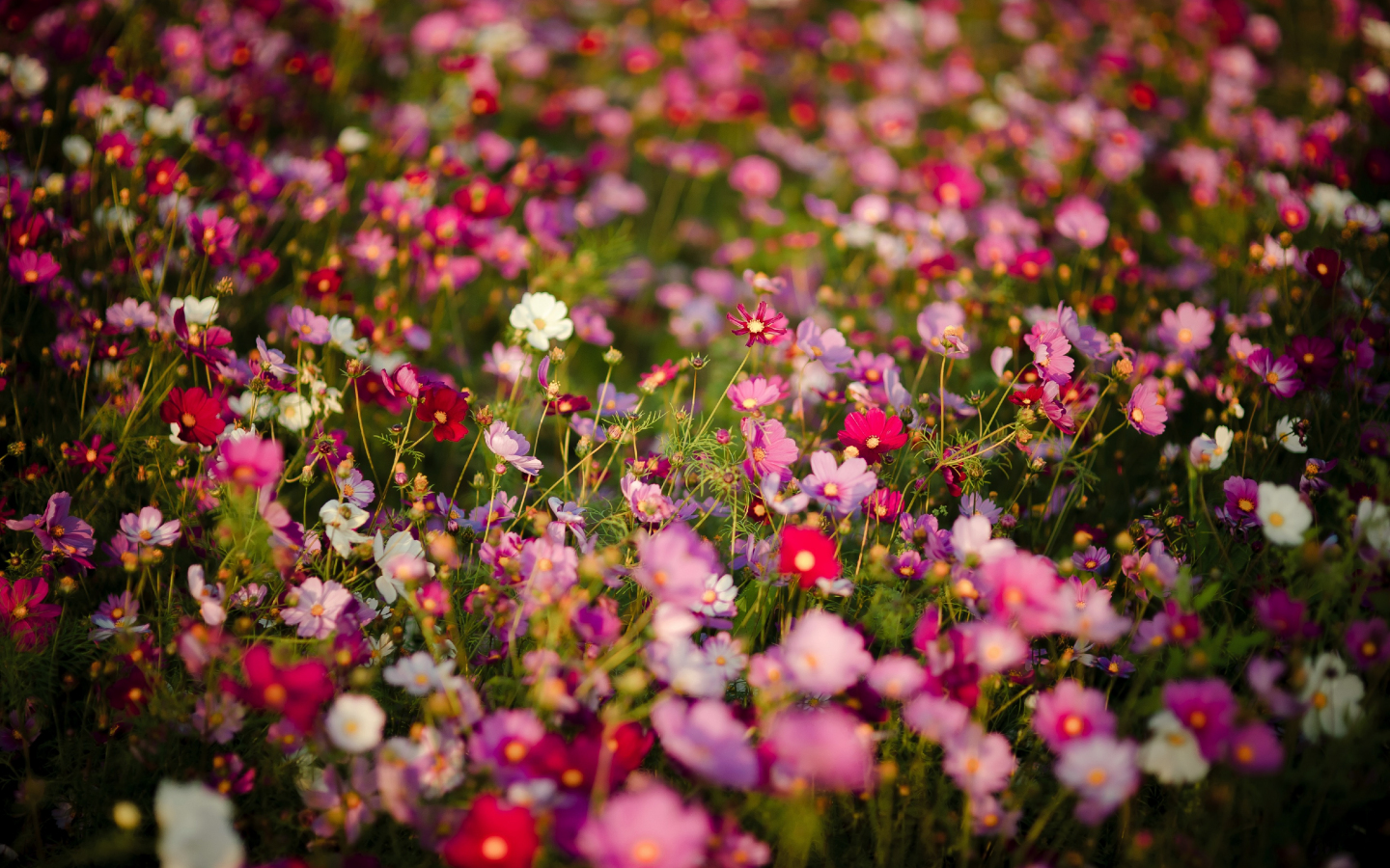 Desktop Wallpaper Beautiful Meadow, Colorful Flowers, Spring, Hd Image ...