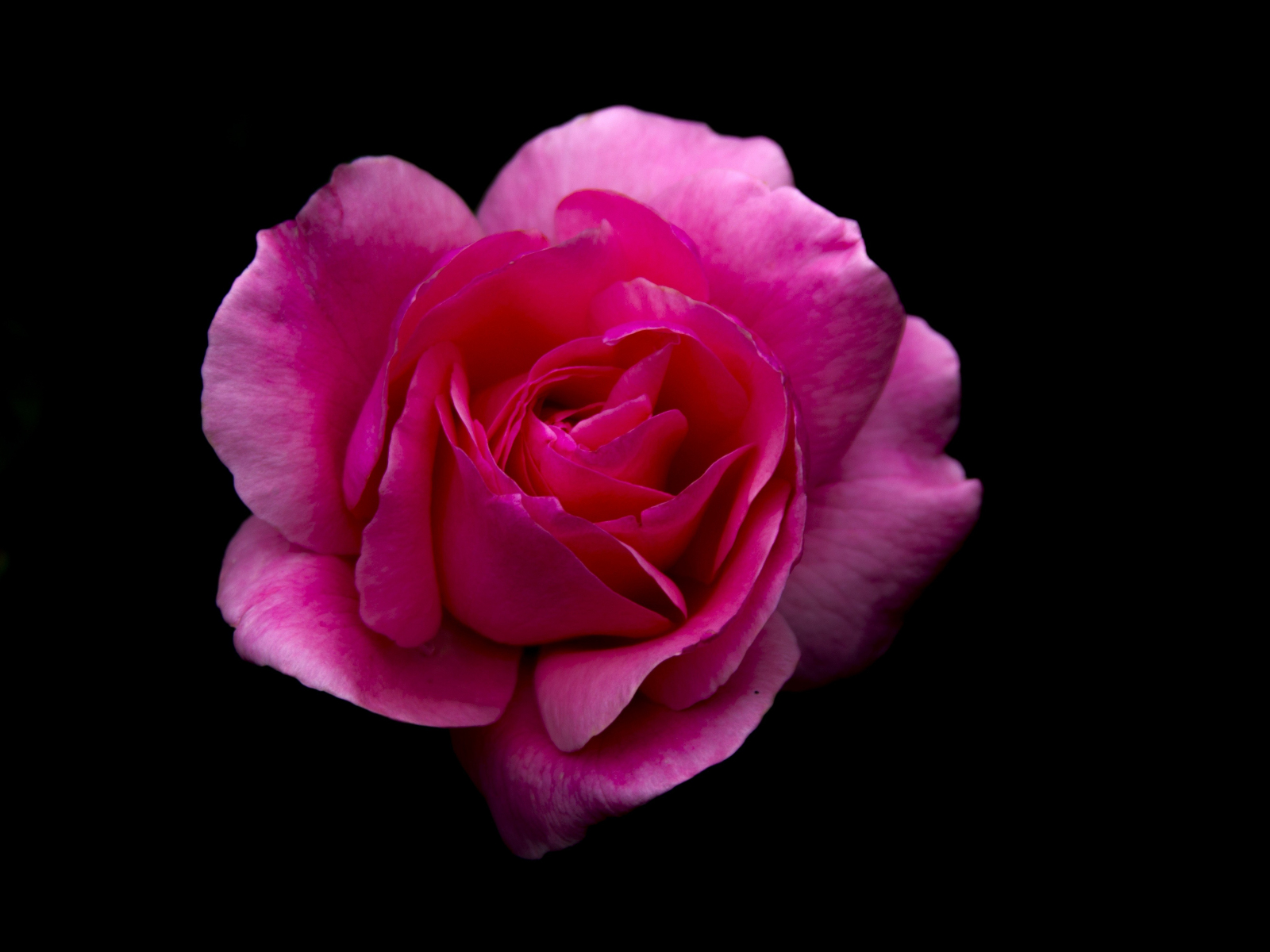 Desktop Wallpaper Rose, Pink Flower, Portrait, 5k, Hd Image, Picture ...