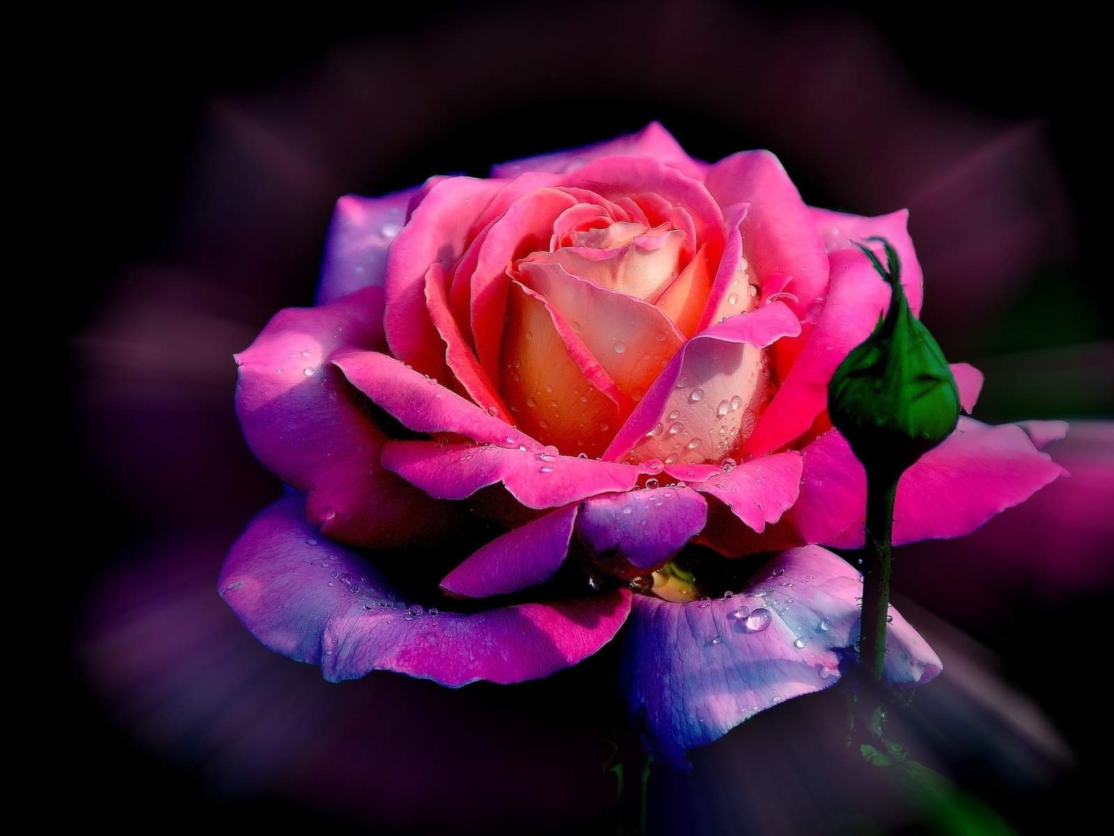 Download 1600x1200 Wallpaper Beautiful Rose Flower, Standard 4:3, Fullscreen,  1600x1200 Hd Image, Background, 3807