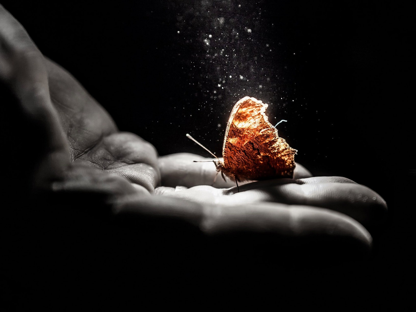 Душа моя разбита огонь погас. Бабочка на ладони. На руку бабочка. Рука бабочка в огне. Бабочка из рук.