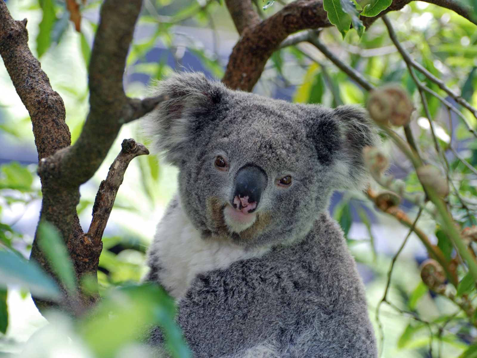 Хвост коалы. Австралия кенгуру и коала. Коала нового Южного Уэльса. Коала нового Южного Уэльса (p. c. cinereus) описание внешности.