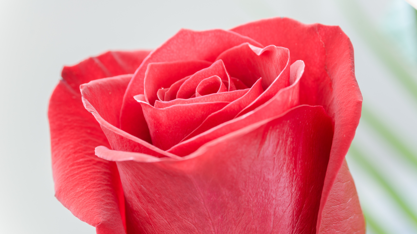 Download 1600x900 Wallpaper Red Rose Bud, Flower, Close Up, 4k, Widescreen  16:9, Widescreen, 1600x900 Hd Image, Background, 25906