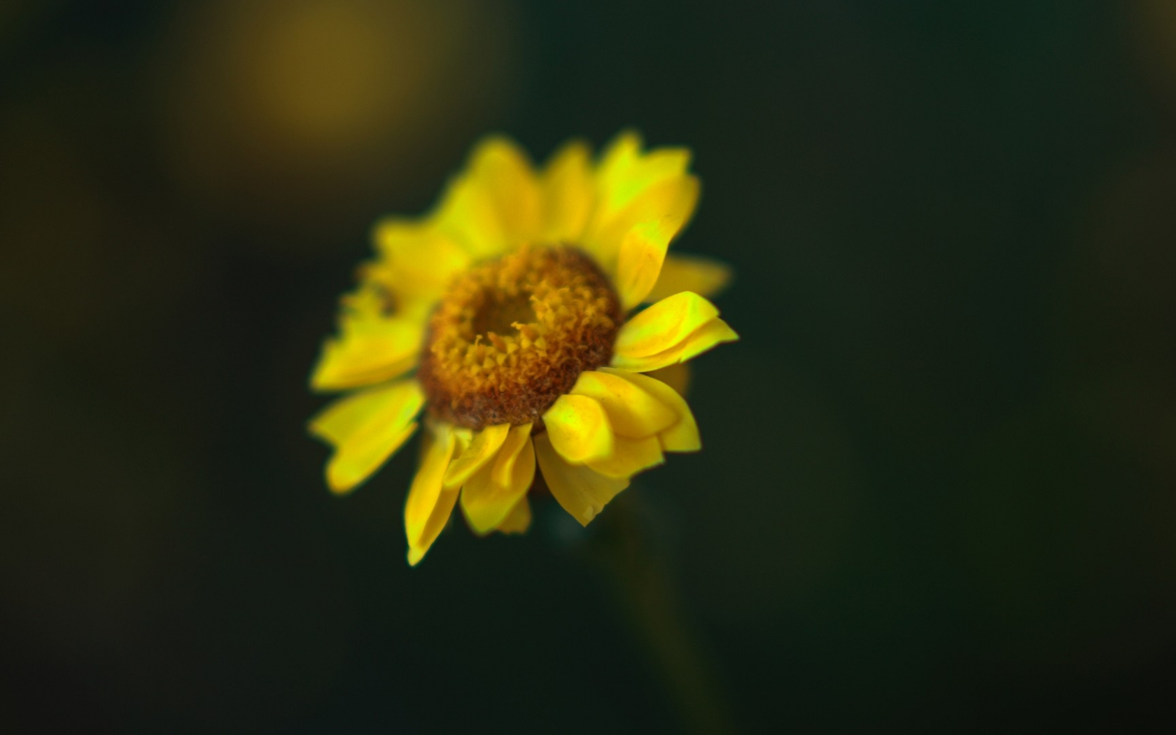 Download 1366x768 Wallpaper Sunflower Petals Glare Blurred Tablet