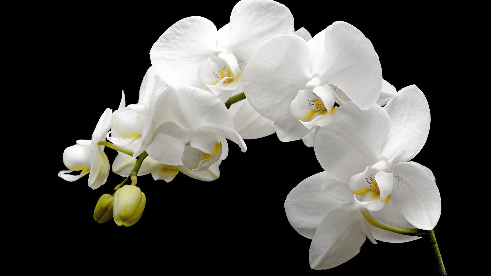 Белая Орхидея на голубом фоне