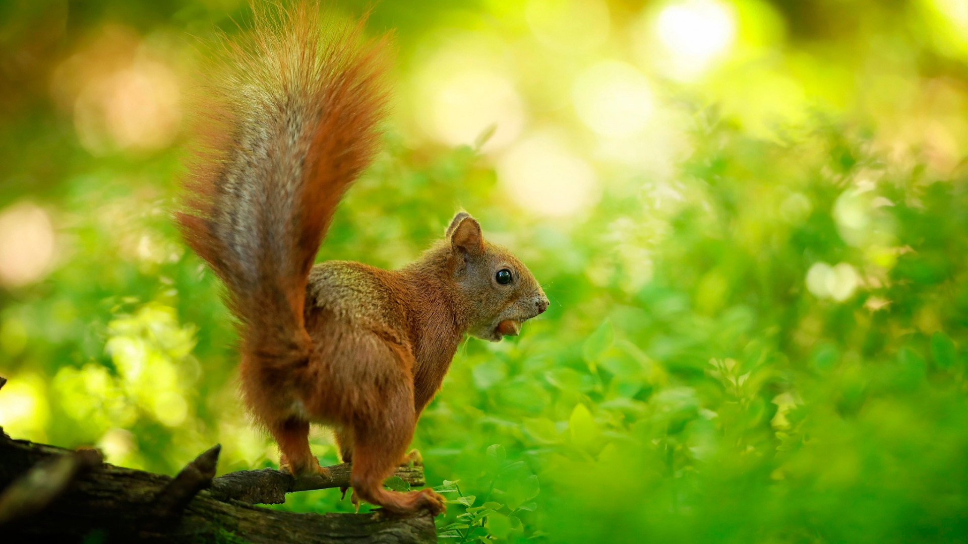 Desktop Wallpaper Rodent, Squirrel, Small Animal, Hd Image, Picture ...