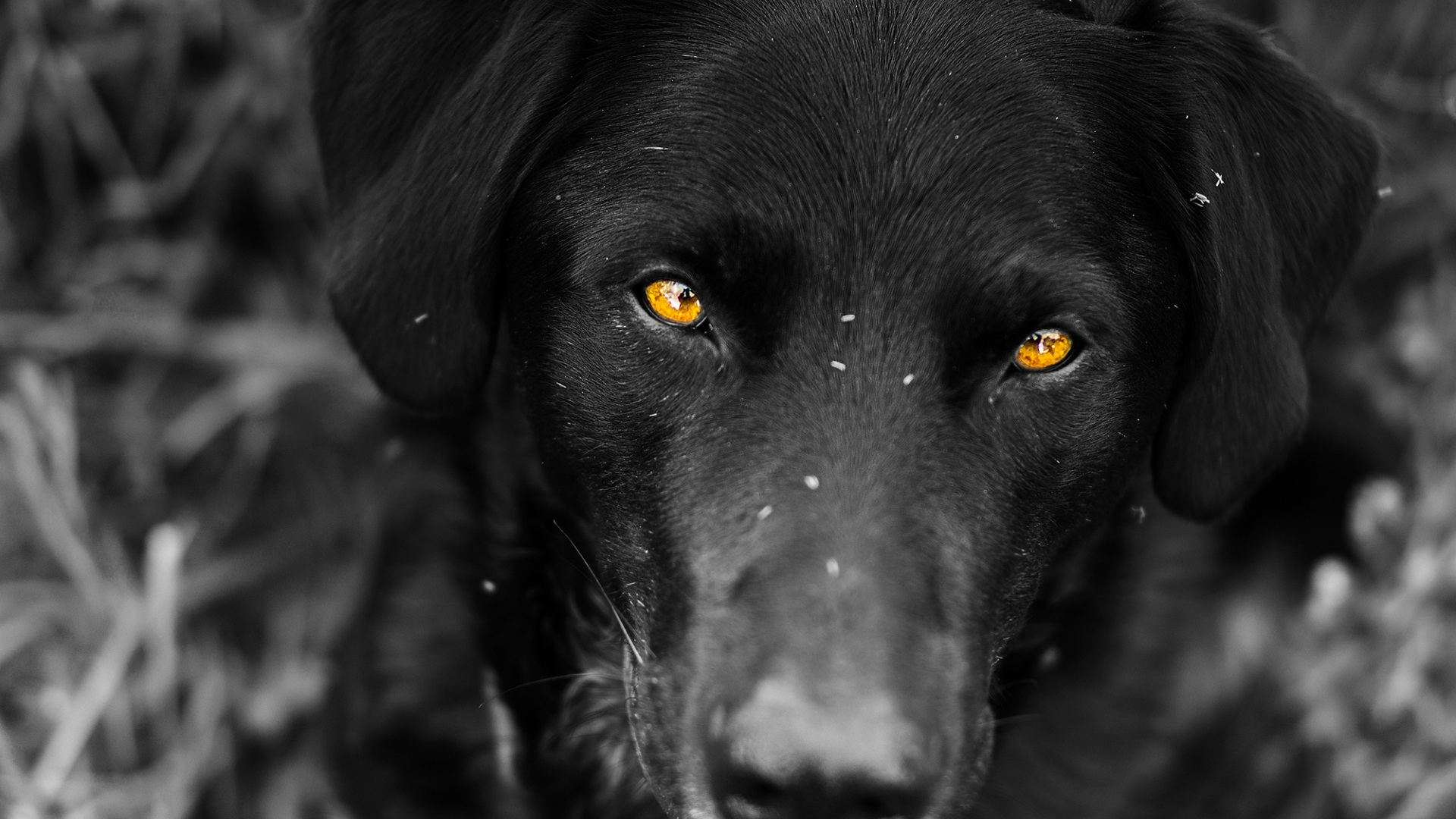 Благородный черный пес