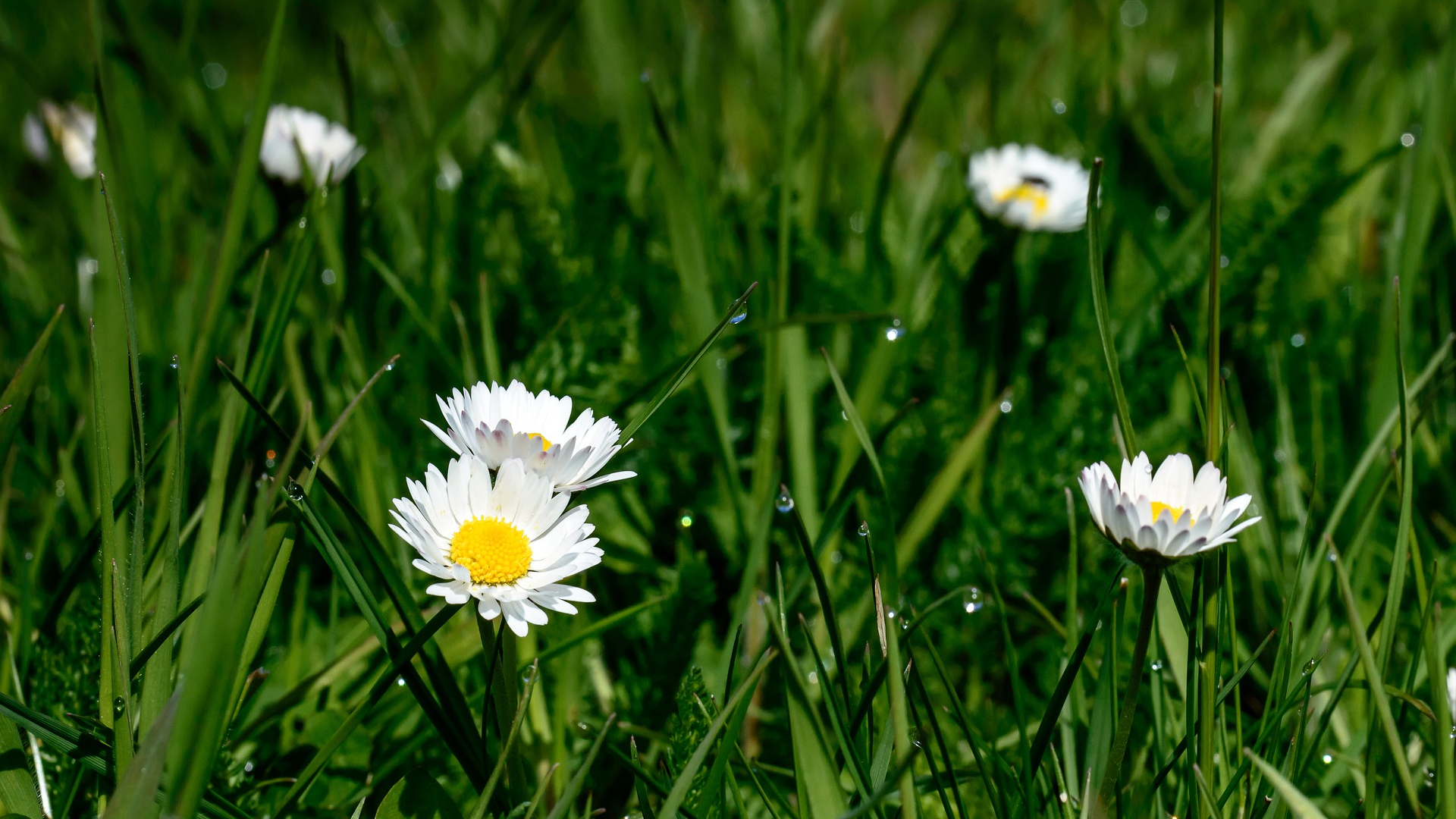 Download 1920x1080 Wallpaper Meadow, Grass, White Daisy Flowers, Full