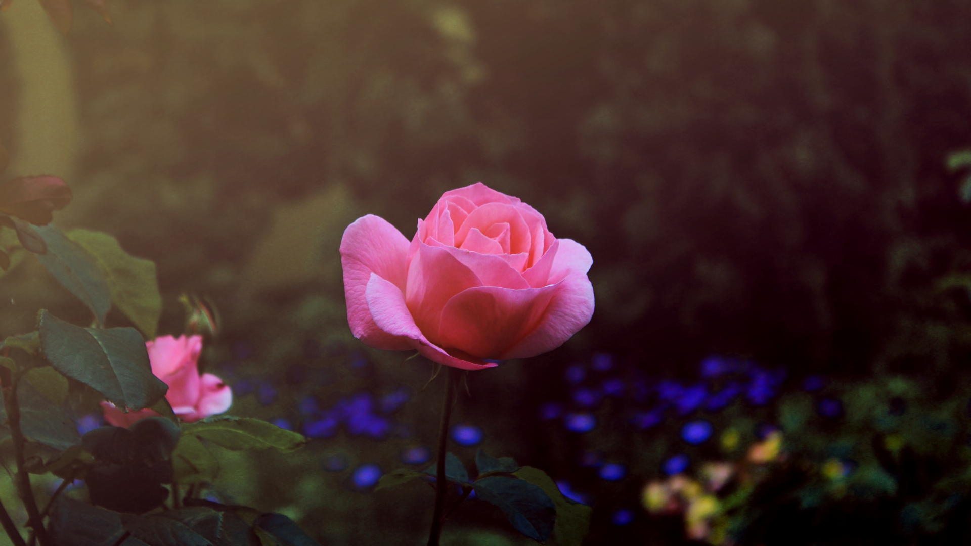 Desktop Wallpaper Summer Blossom, Rose Flower, Hd Image, Picture ...