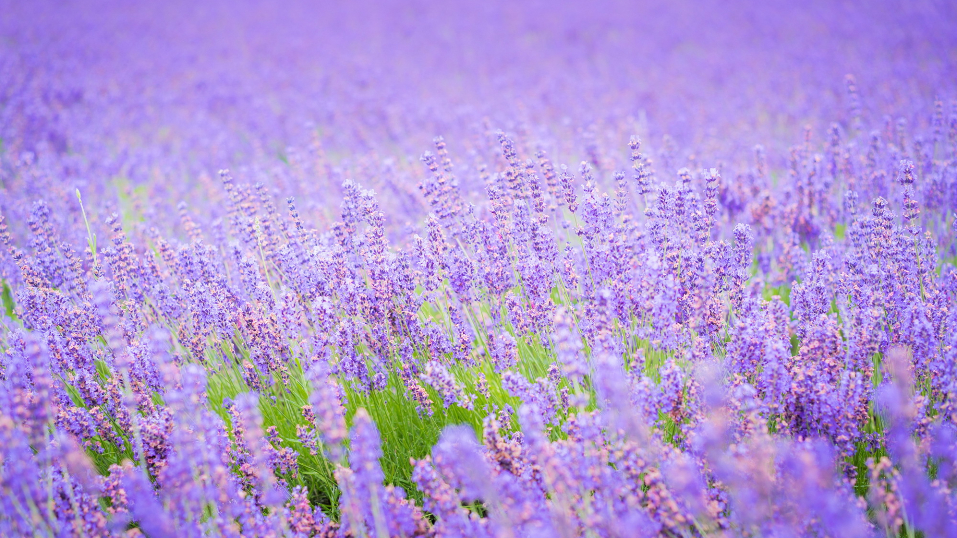 Download 1920x1080 Wallpaper Lavender Flowers, Purple Flower Field