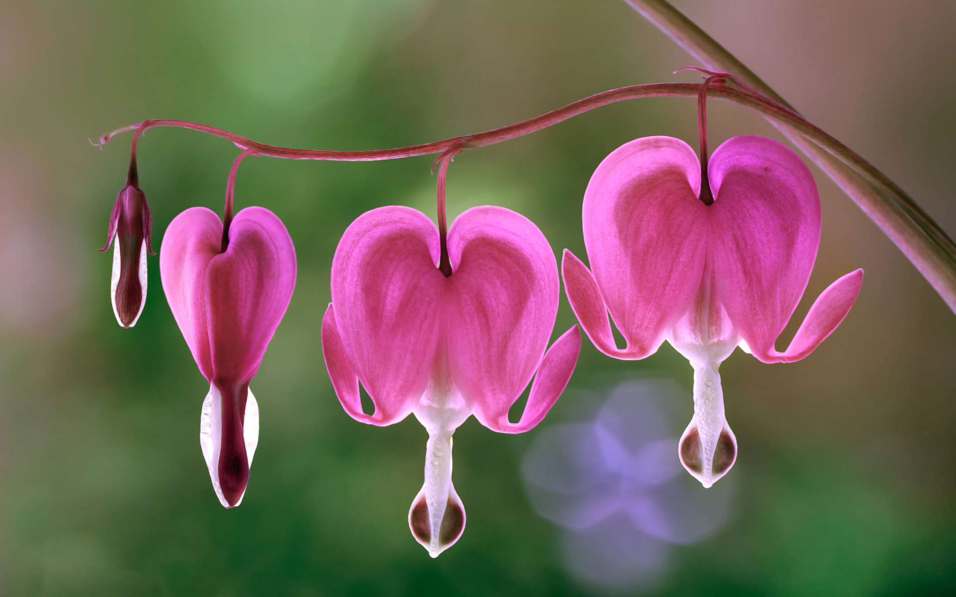 Desktop Wallpaper Bleeding Heart, Lamprocapnos, Pink Flowers, Hd Image ...