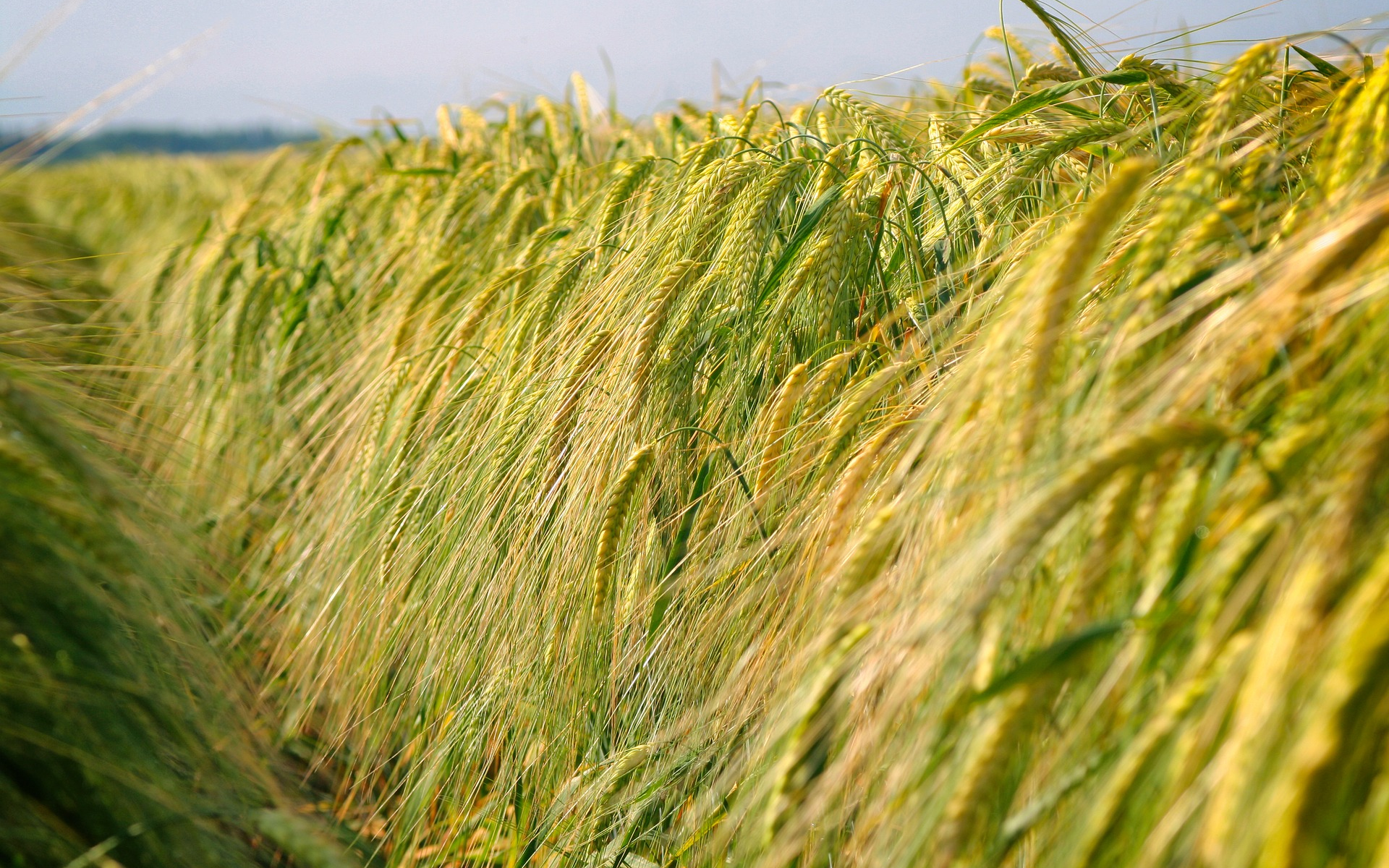 Е пшеничный. Злаковые растения. Пшеница растение. Зеленое поле пшеницы. Поле со злаками.