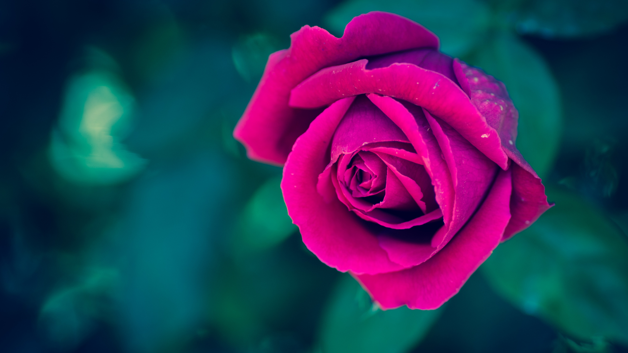 Download 2048x1152 Wallpaper Beautiful Pink Rose Flower, Blur, Close Up  Wallpaper, Dual Wide, Widescreen, 2048x1152 Hd Image, Background, 6977