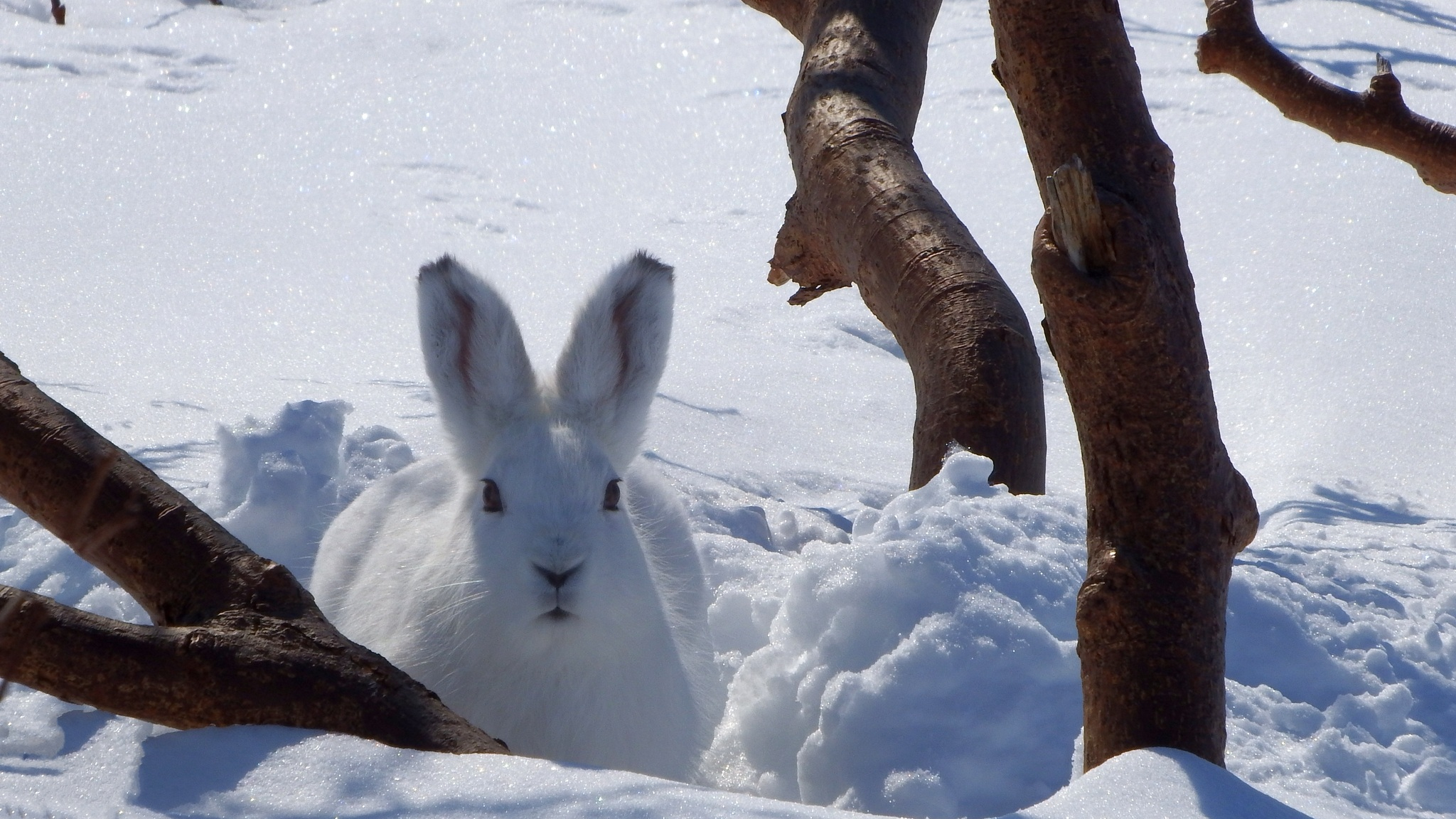 Заяц в сугробе. Заяц Беляк. Заяц Беляк зимой. Заяц в зимнем лесу. Заяц на снегу.