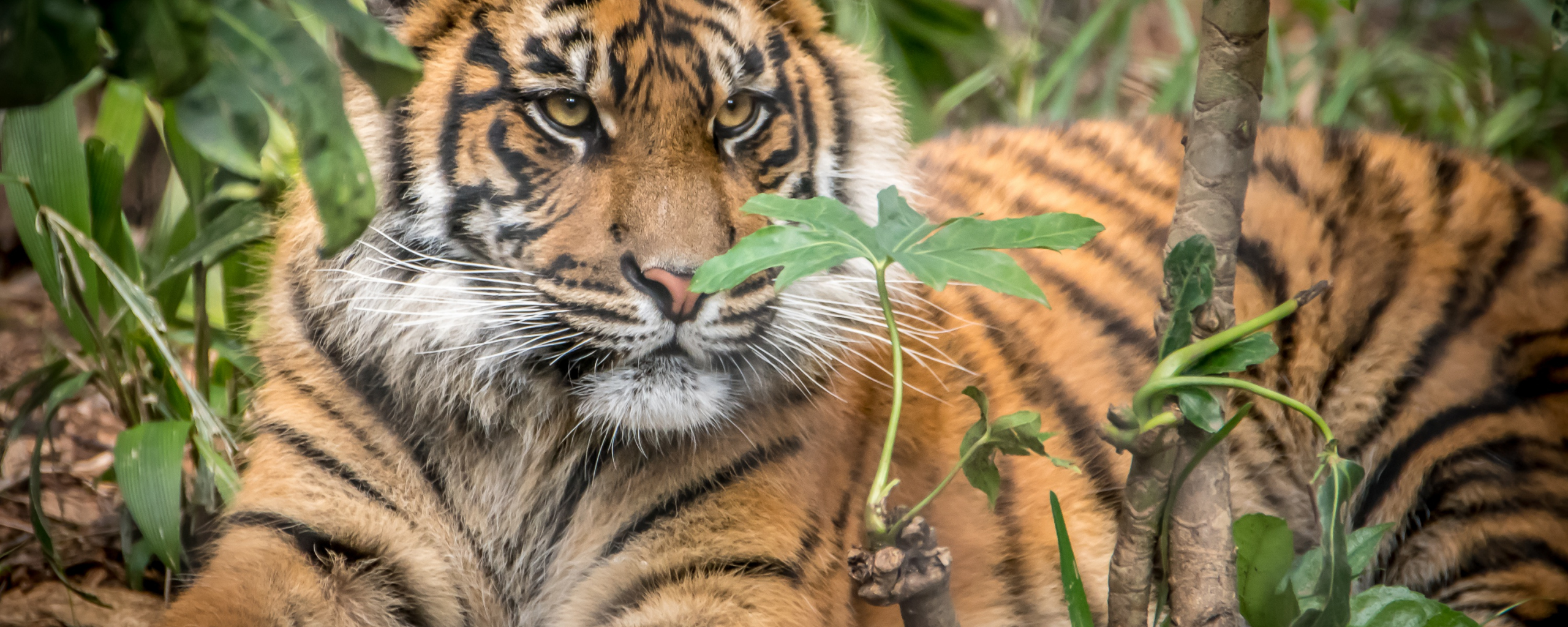 Desktop Wallpaper Tiger, Predator, Relaxed, Animal, Sit, Hd Image