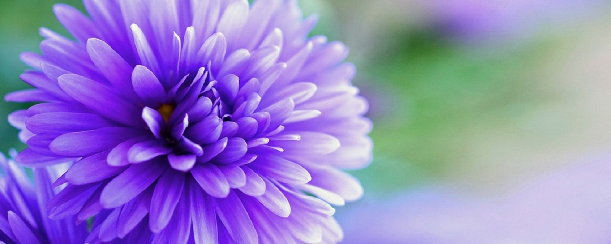 Desktop Wallpaper Purple Flower, Bloom, Close Up, Hd Image, Picture ...