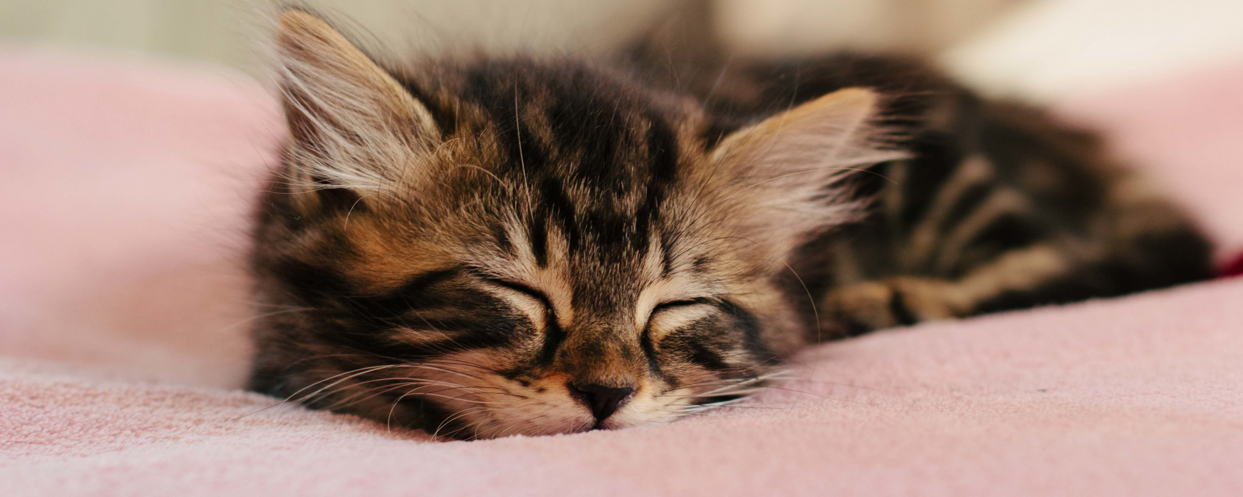 Desktop Wallpaper Cute Sleep Kitten Baby Animal Hd Image Picture Background Lawnvi