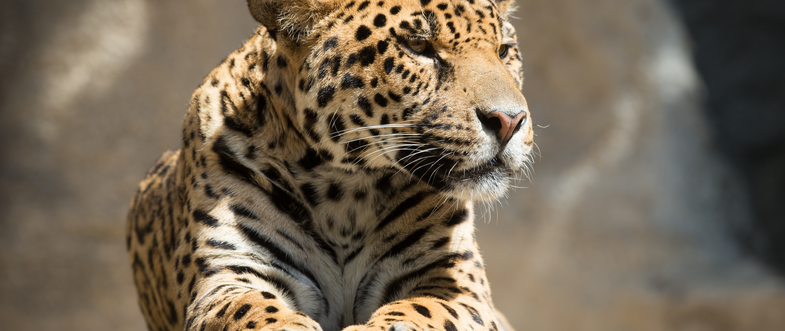 Desktop Wallpaper Jaguar Animal Hd Image Picture Background Hspipe