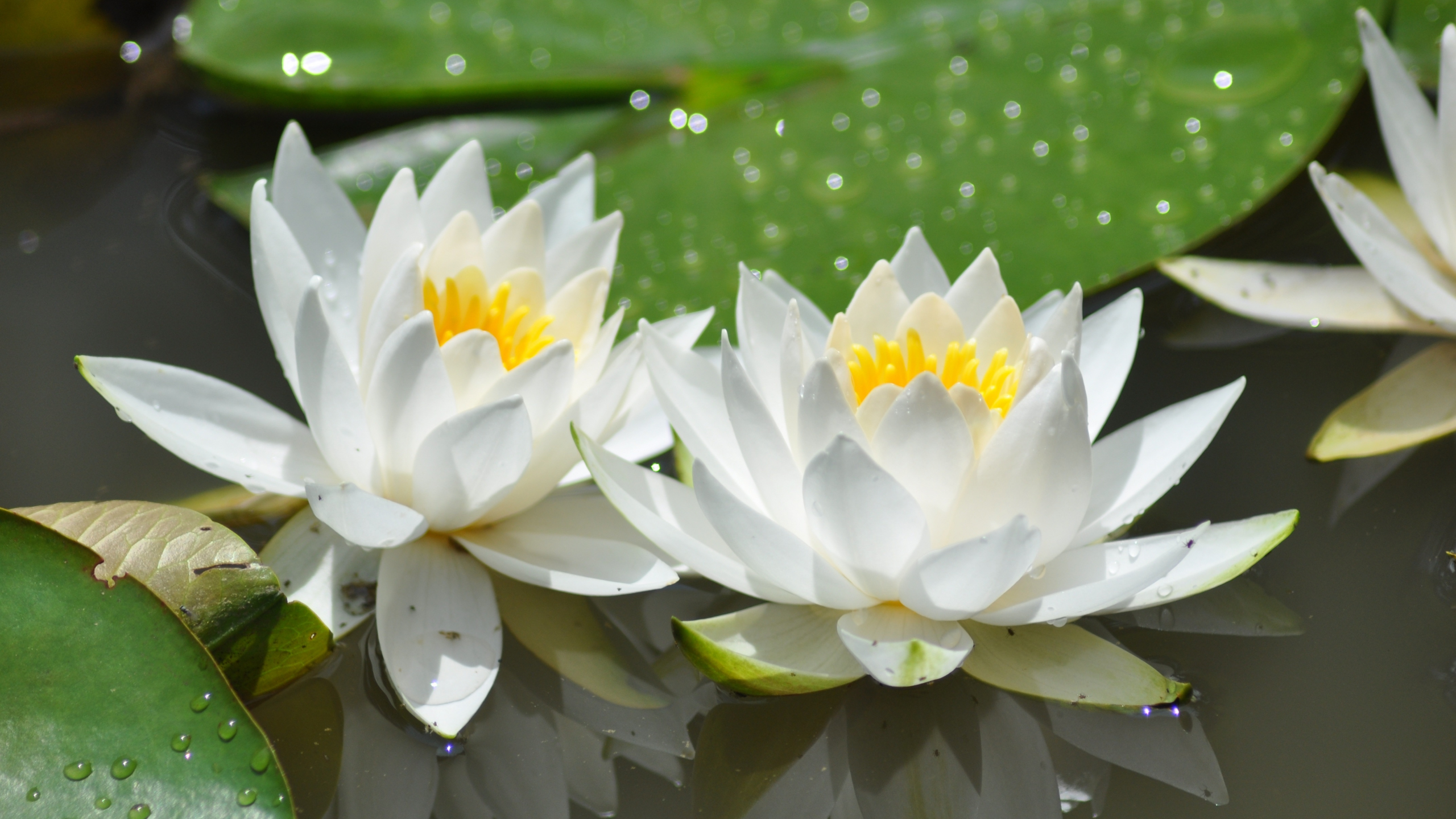 Download 2560x1440 Wallpaper White Flowers, Bloom, Lotus, 4k, Dual Wide