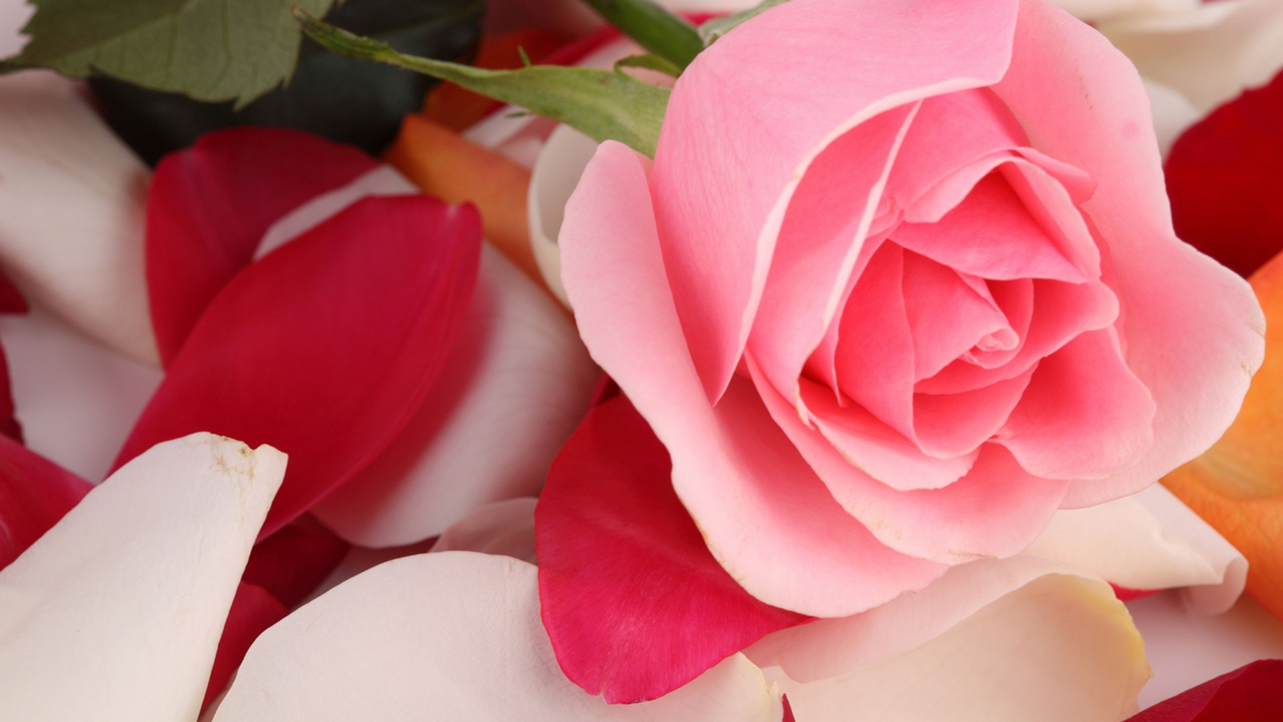 Download 2560x1440 Wallpaper Beautiful Pink Rose Flower, Dual Wide, Widescreen  16:9, Widescreen, 2560x1440 Hd Image, Background, 4560