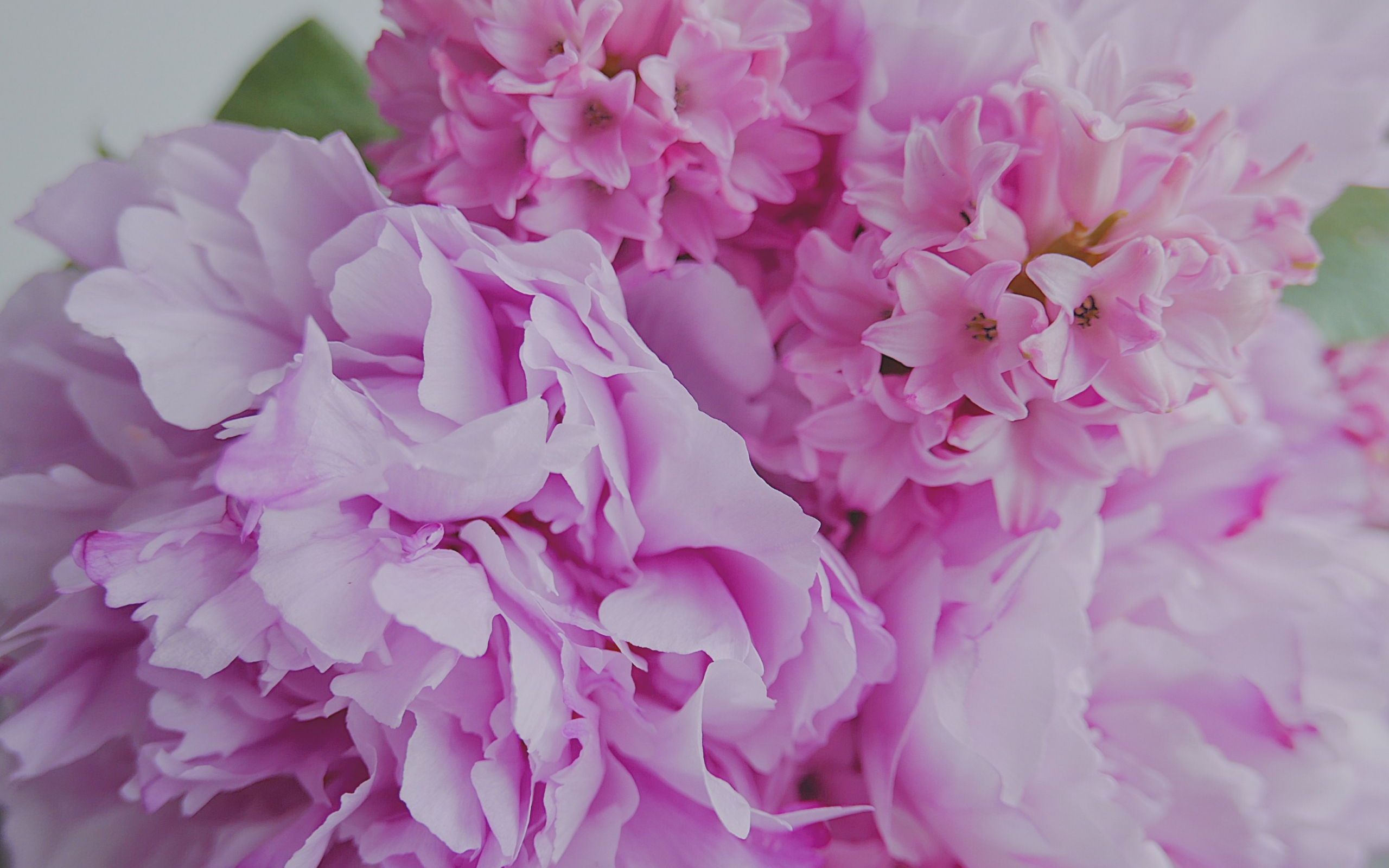 Desktop Wallpaper Pink Fuchsia Flowers, Hd Image, Picture