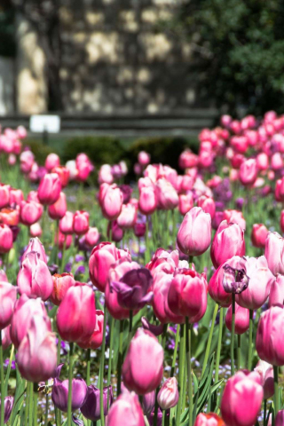 320x480 wallpaper Pink tulips, flowers, spring, bloom, farm