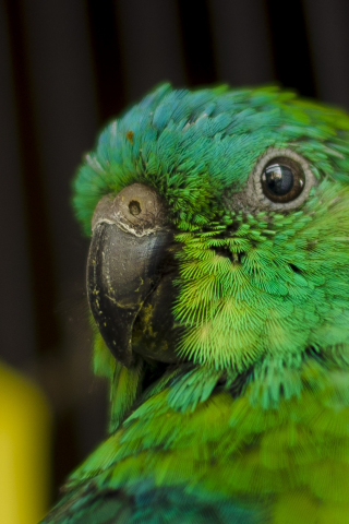 320x480 wallpaper Parrot, green bird, muzzle