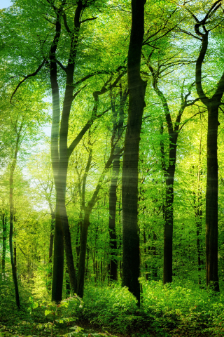 320x480 wallpaper Sunlights, trees, forest, nature