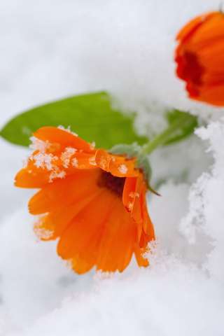 320x480 wallpaper Orange daisy, winter, snow, close up, 5k