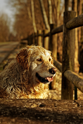 320x480 wallpaper Furry, animal, wooden fence, dog