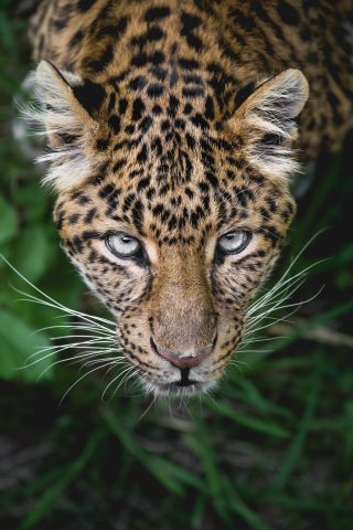 320x480 wallpaper Leopard, 5k, looking up, predator, muzzle