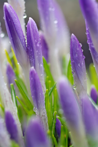 320x480 wallpaper Purple crocus, spring, water drops, flowers