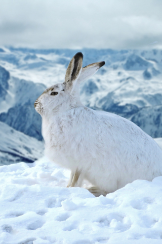 320x480 wallpaper Bunny, rabbit, animal, winter, outdoor