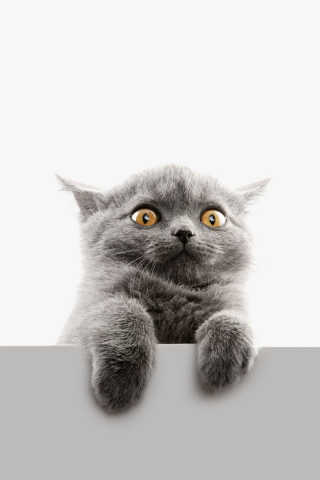 320x480 wallpaper Scared face, cat, animal