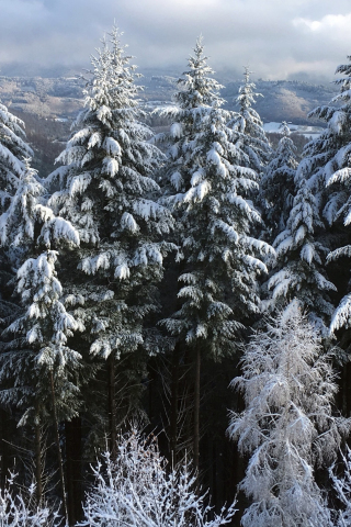 320x480 wallpaper Tree, snowy forest, nature